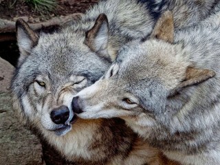 Puzzle «Wolf kiss»