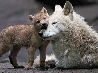 Пазл «Волчица и волчонок»