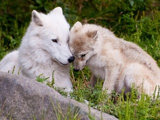 Jigsaw Puzzle «She-wolf and wolf cub»