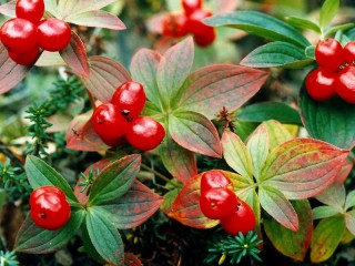 Puzzle «Wolfberry»