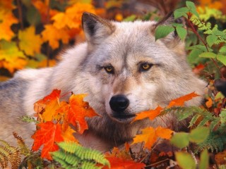 Jigsaw Puzzle «wolf in autumn»
