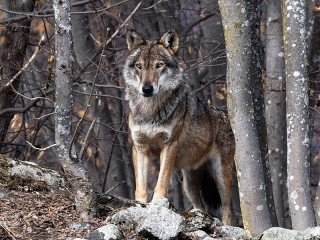 Jigsaw Puzzle «Wolf in the forest»