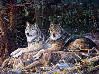 Jigsaw Puzzle «The wolves are on vacation»