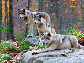 Пазл «Волки в лесу»