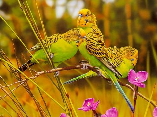 Пазл «Волнистые попугайчики»