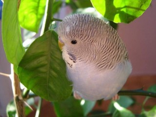 Slagalica «wavy parrot»