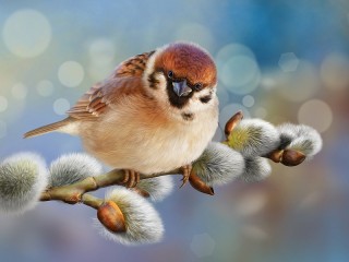 Bulmaca «Sparrow»