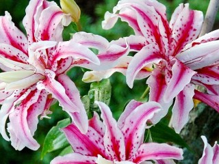 Jigsaw Puzzle «Oriental lily»