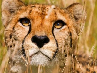 Slagalica «cheetah gaze»