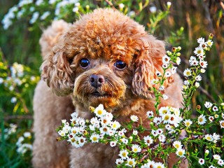 Jigsaw Puzzle «The dog