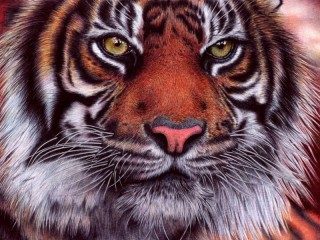 Пазл «Взгляд тигра»