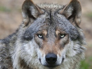 Пазл «Взгляд волка»