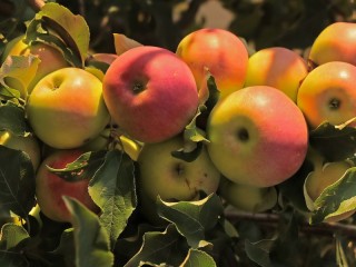Пазл «Яблочный урожай»