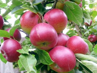 Bulmaca «Apples»