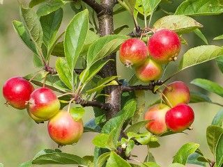 Quebra-cabeça «Apples»