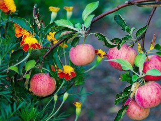Quebra-cabeça «Apples and marigolds»