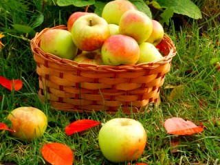 Jigsaw Puzzle «Apples on the grass»