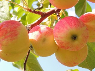 Jigsaw Puzzle «Apples on a branch»