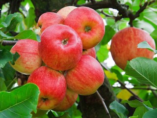 Пазл «Яблоки поспели»