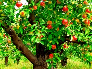 Пазл «Apple»