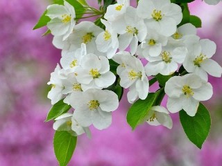 Пазл «Apple tree in bloom»