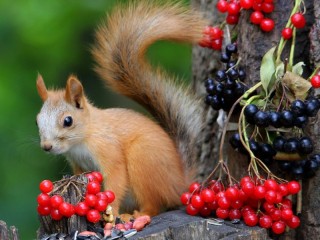 Rompecabezas «Berries for squirrels»