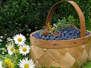 Jigsaw Puzzle «Berries and flowers»