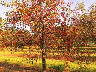 Zagadka «berry harvest»
