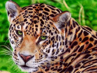 Zagadka «Jaguar»