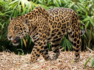 Rätsel «Jaguar comes»