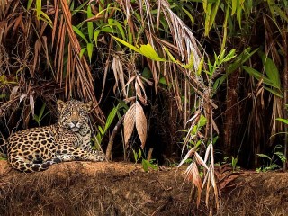 Jigsaw Puzzle «Jaguar in the jungle»