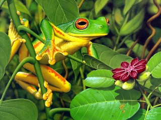 Jigsaw Puzzle «Bright frog»