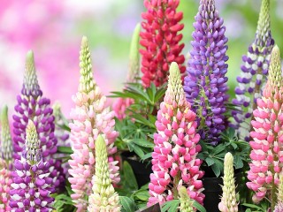 Jigsaw Puzzle «Bright lupins»