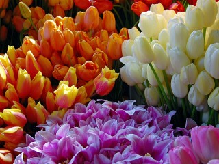 Слагалица «The brightness of the tulips»