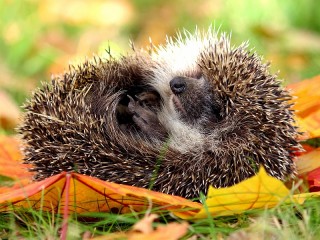 Jigsaw Puzzle «Hedgehog in the autumn»