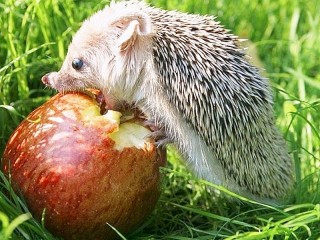 Zagadka «Hedgehog and apple»