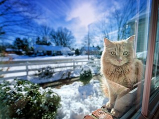 Jigsaw Puzzle «Outside the window»