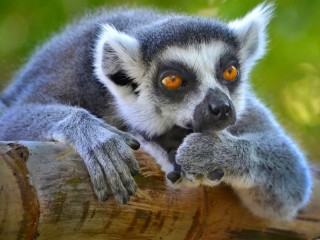 Пазл «Pensive lemur»