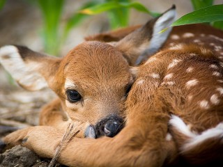 Jigsaw Puzzle «A pensive fawn»