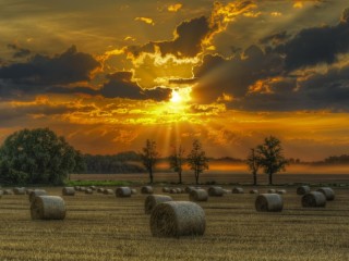 Jigsaw Puzzle «Sunset on the field»