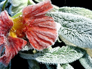 Пазл «A frozen flower»