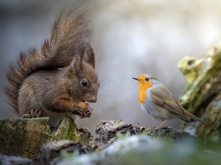 Jigsaw Puzzle «Robin and squirrel»