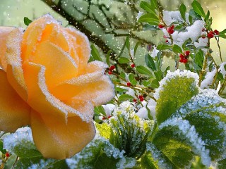 Jigsaw Puzzle «Snowy rose»
