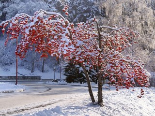 Jigsaw Puzzle «Snow-covered rowan-tree»