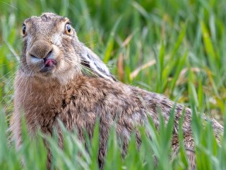 Пазл «Rabbit in the grass»