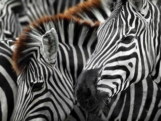 Slagalica «Zebra»