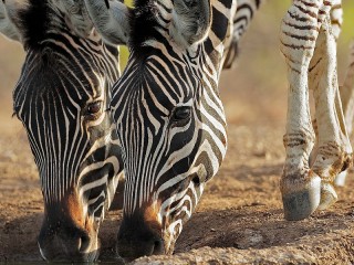 Quebra-cabeça «Zebras at the watering»