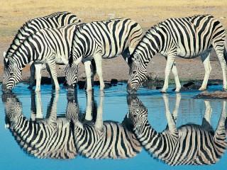 Rompecabezas «Zebras at the watering»