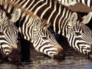 Quebra-cabeça «Zebras at the watering»