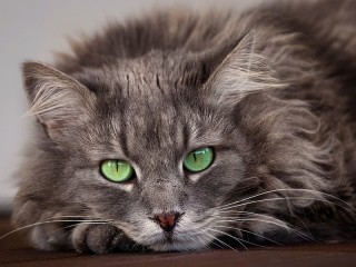 Пазл «Зеленоглазый кот»